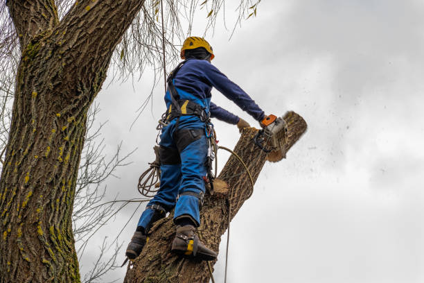 Reliable Lavallette, NJ Tree Care Services Solutions