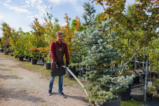 How Our Tree Care Process Works  in  Lavallette, NJ